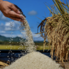 PH Agriculture and Fisheries Output Dips 0.3% in Q1 2026