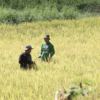 El Niño, Iran War Impact Seen Slashing PH, Asia Rice Yields