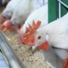 Rules for Animal Industry Law Seen Out by October