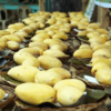 Guimaras-Grown Mangoes Exported to Europe, HK