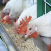 PH Livestock Sector Faces ₱9.9B Losses from Super El Niño